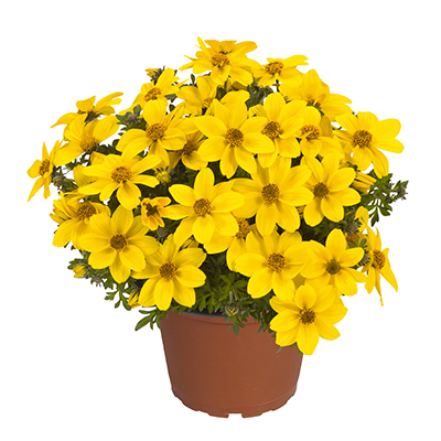 Bidens