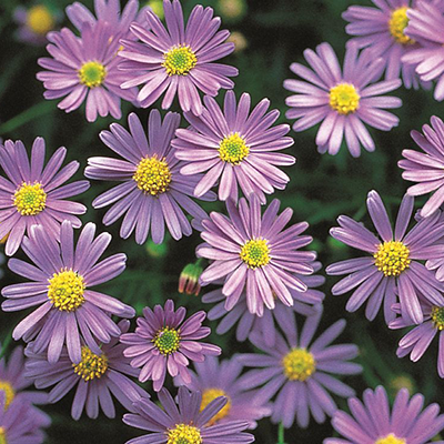 Brachyscome