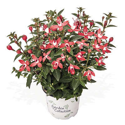 Fuchsien stehend web