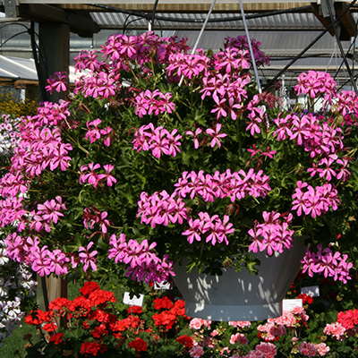 Geranien hängend pink web