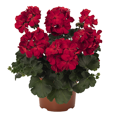 Geranienrot