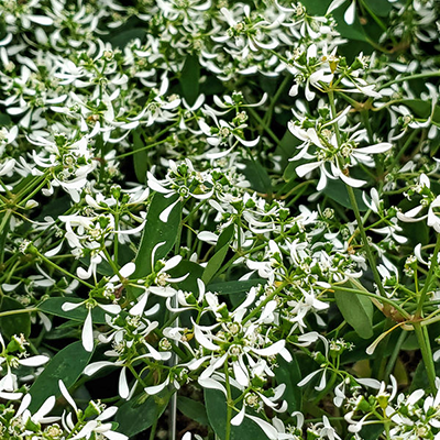 zauberschnee