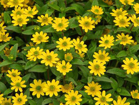 3754156 - sanvitalia procumbens 03